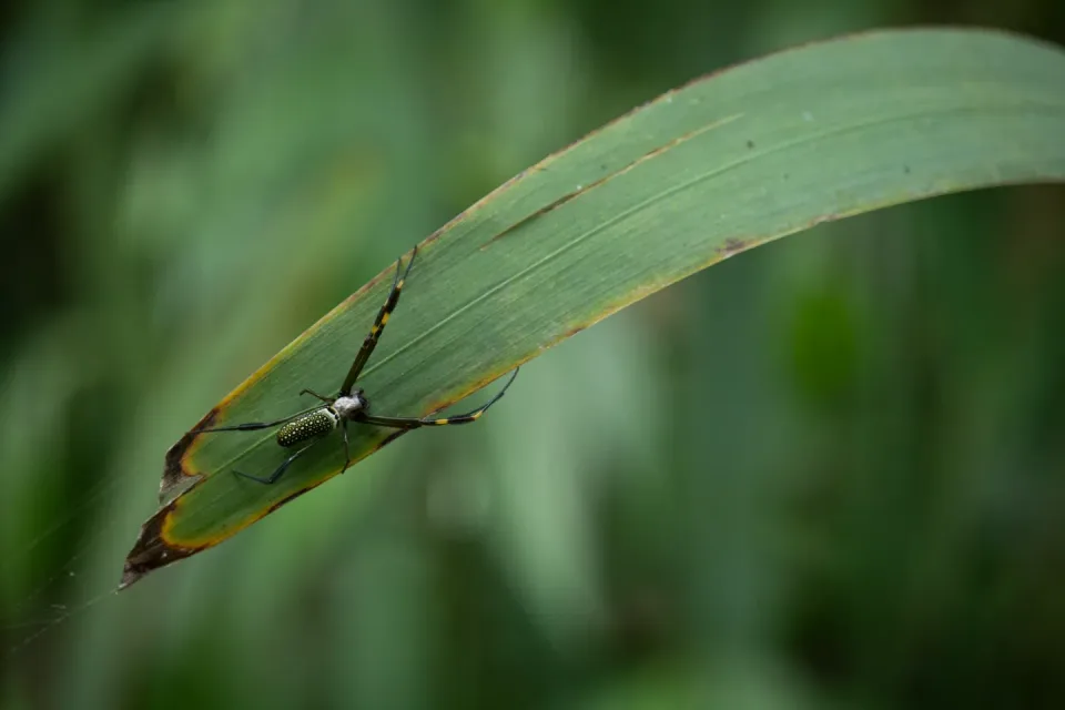 Spider — Outdoor Environment Spider — Outdoor Environment